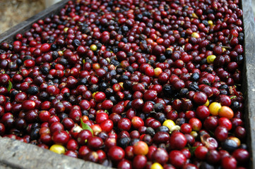 Coffee beans - Guatemala