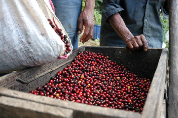 Coffee beans - Guatemala