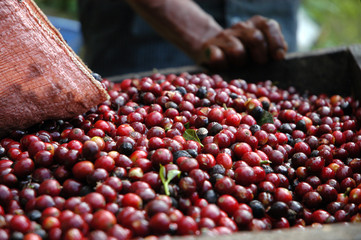 Coffee beans - Guatemala - obrazy, fototapety, plakaty