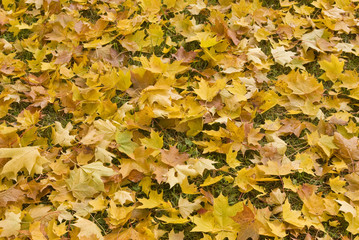 Orange leafs