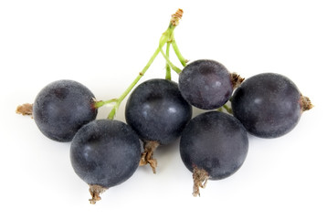 New hybrid Black Velvet Gooseberry
