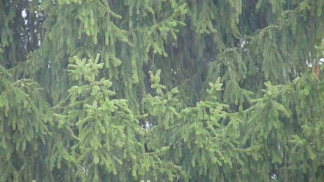 Tannen im Regen