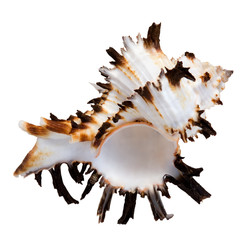 shell