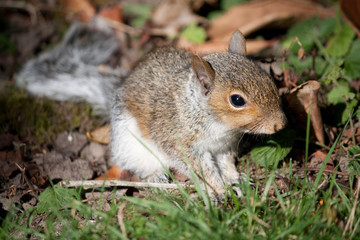 Naklejka na ściany i meble Young squirrel in garden