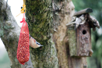 Blue tit feeding on nuts