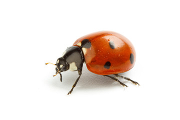 Ladybug