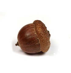 Acorn on white background