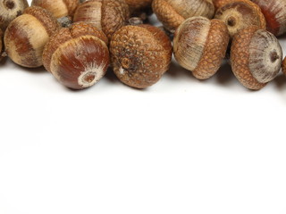 Acorns background