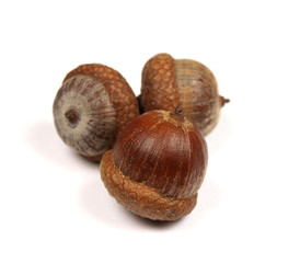 Acorns on white background