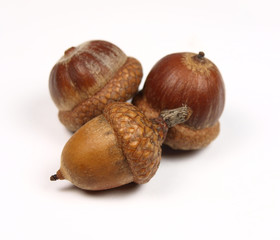 Acorns on white background