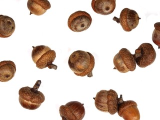 Isolated acorns on white background