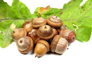 Acorns with leaf on white background