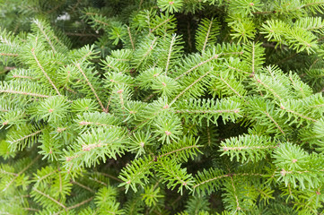 green pine close up