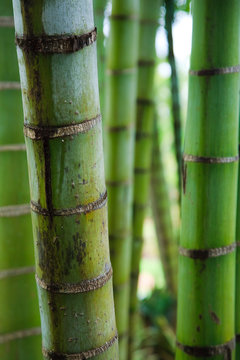 Green Bamboo