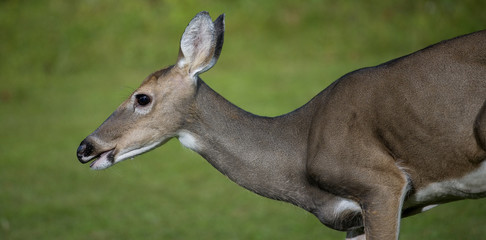 long doe portrait