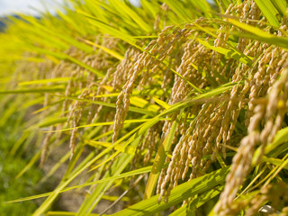 Yellow ear of rice