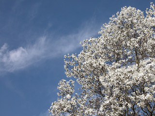 Magnolia Tree