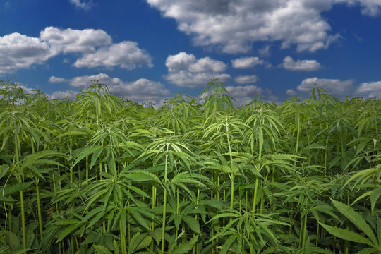 Cannabis Hanf Feld