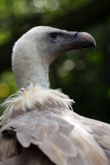 vautour fauve, gyps fulvus