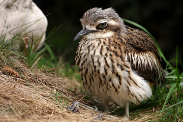 oedicnème bridé, burhinus grallarius