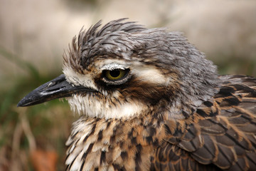 oedicnème bridé, burhinus