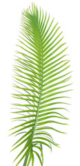 feuille palmier sagoutier fond blanc