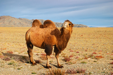 Bactrian camel in mongolian desert