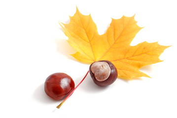 autumn leaves and chestnuts
