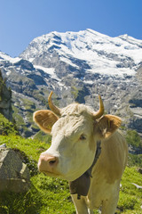 Fototapeta na wymiar Swiss cows in the high pasture
