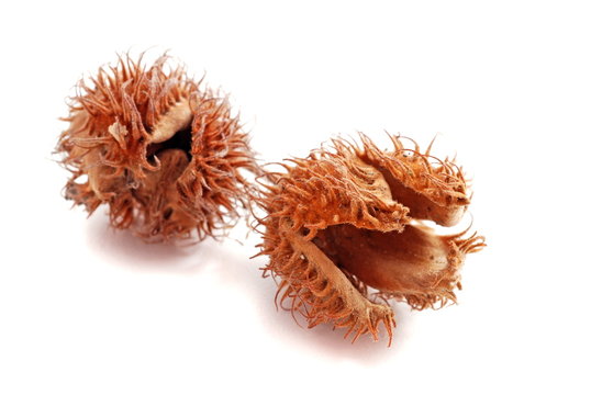 bucheckern