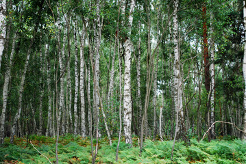 Obraz premium birches and ferns in a national park with vibrant colors