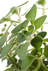Close-up of money plant leaves