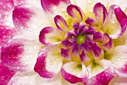 Close-up of wet Pink dahlia