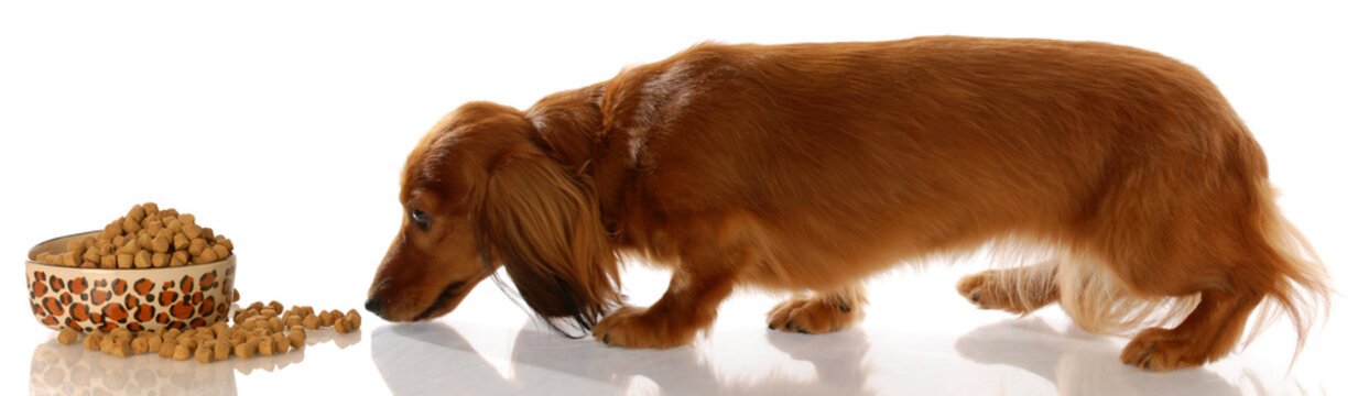 Miniature Dachshund Sneaking Up To Bowl Of Dog Food