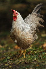 Huhn 100