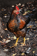 Brown rooster staring in the dark henyard with selective focus