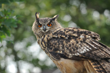 Raubvogel 19