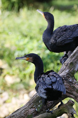 Kormoran