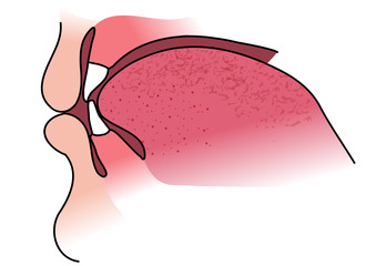 sezione bocca - odontoiatria © HA Stock