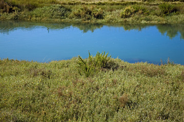 france,charente maritime,oléron : marais