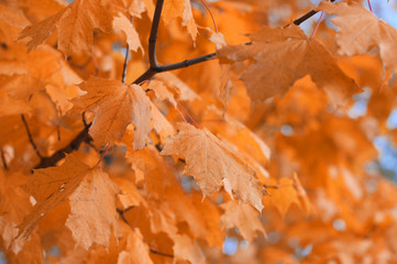 Autumn leaves and the blue sky