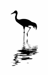 silhouette of the crane amongst water