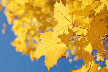 Autumn leaves and the blue sky