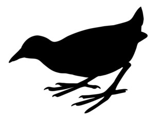 silhouette nestling on white background