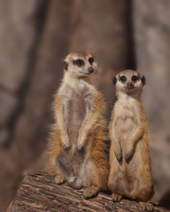 Meerkats