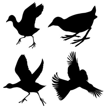 silhouette of the birds on white background