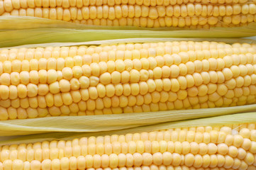 Freshly harvested corn, close up