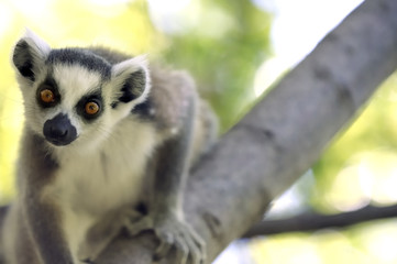 Ring-tailed lemur looking straight ahead