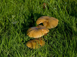 Fungus in early sun and dew