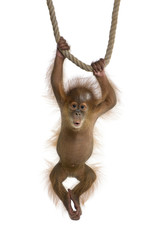 Baby Sumatran Orangutan (4 months old), hanging on a rope - obrazy, fototapety, plakaty